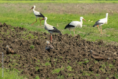 Red kites and storks are looking for frogs, mice and other small animals in a freshly plowed field in the Rhine Valley. Farm work is worthwhile for wild animals. Stork and Bird of prey in action