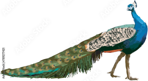indian wedding invitation peacock
