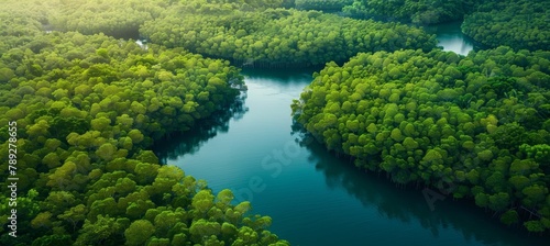 Aerial drone view of co2 absorbing mangrove forest for carbon neutrality concept