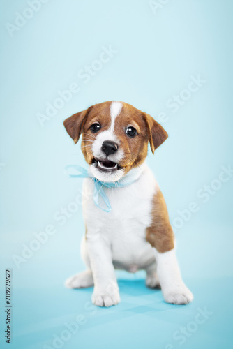 cute small jack russel terrier puppy portrait on blue background
