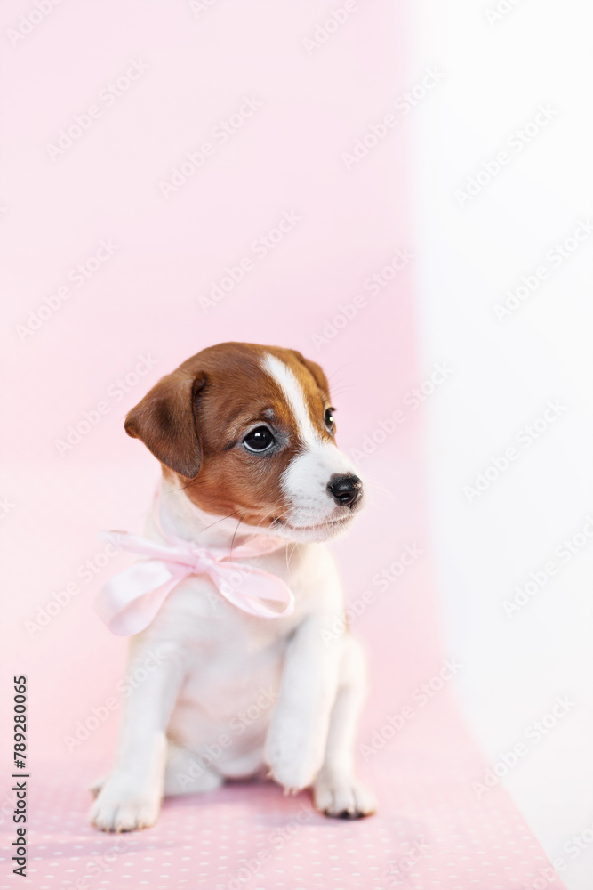 cute small jack russel terrier puppy portrait on pink background