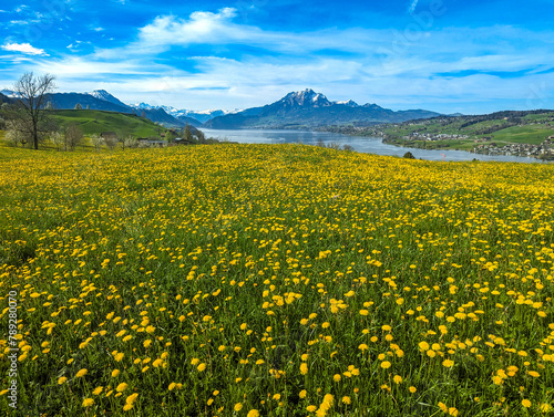 Springtime Dandelion Bliss in Küssnacht am Rigi with Pilatus Mountain View Switzerland