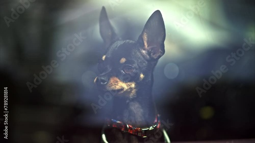 Prague ratter dog barking and standing in the light at the window, locked in a car 
