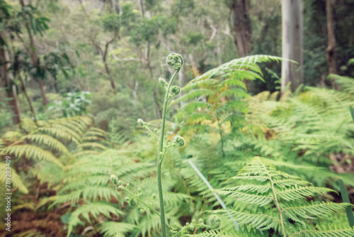 Australian tree fern frond, Cyathea cooperi, in rainforest gully with gum eucalypt trees in background, Queensland Australia photo