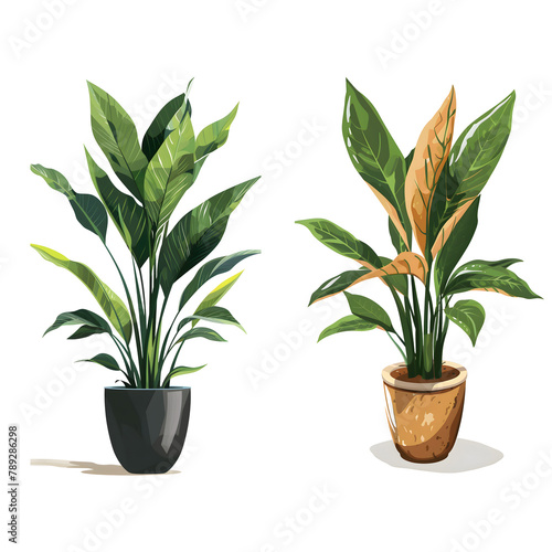 plants in pots isolated on white background