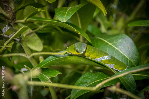 Green giant caterpillar on  a leaf
