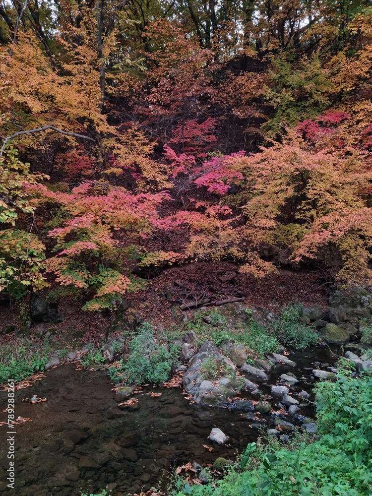 Fototapeta premium 단풍과 계곡