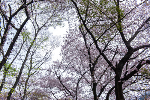 The beautiful spring color at Donghaksa temple. photo