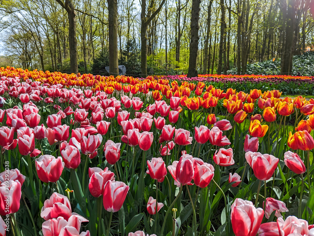 Keukenhof Tulip Majesty: Radiant Pink and Orange Tulips in Netherlands' Spring