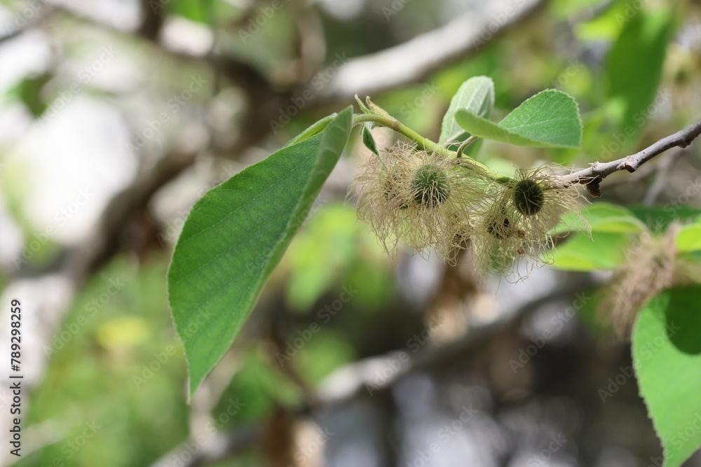 Ripening Paper mulberry (Broussonetia papyrifera) fruits 
