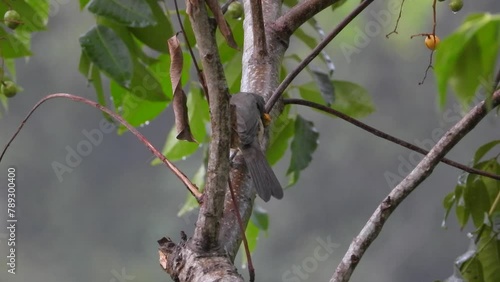 Closeup shot olive-grey bird eats loquats fruits perched at rainy tree branches photo