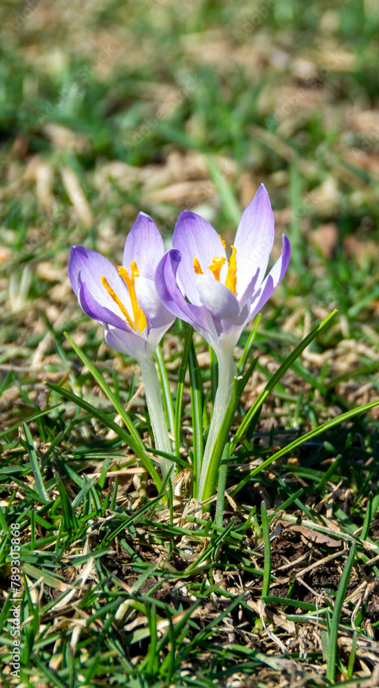 Yellow blooming crocuses flowers, spring flowers growing in garden Yellow blooming crocuses flowers, spring flowers growing in garden