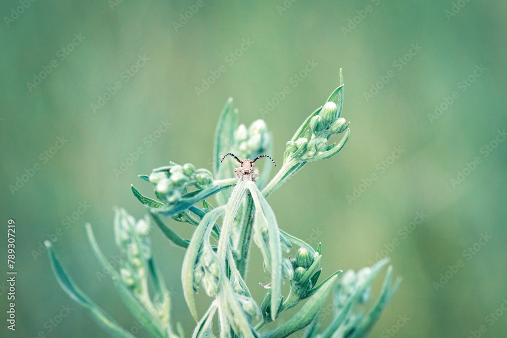 insect bug on green plant, macro closeup, looking directly at camera, copy space for card, botanical, single isolated from background, environment, nature, earth insect bug on green plant, macro closeup, looking directly at camera, copy space for card, botanical, single isolated from background, environment, nature, earth