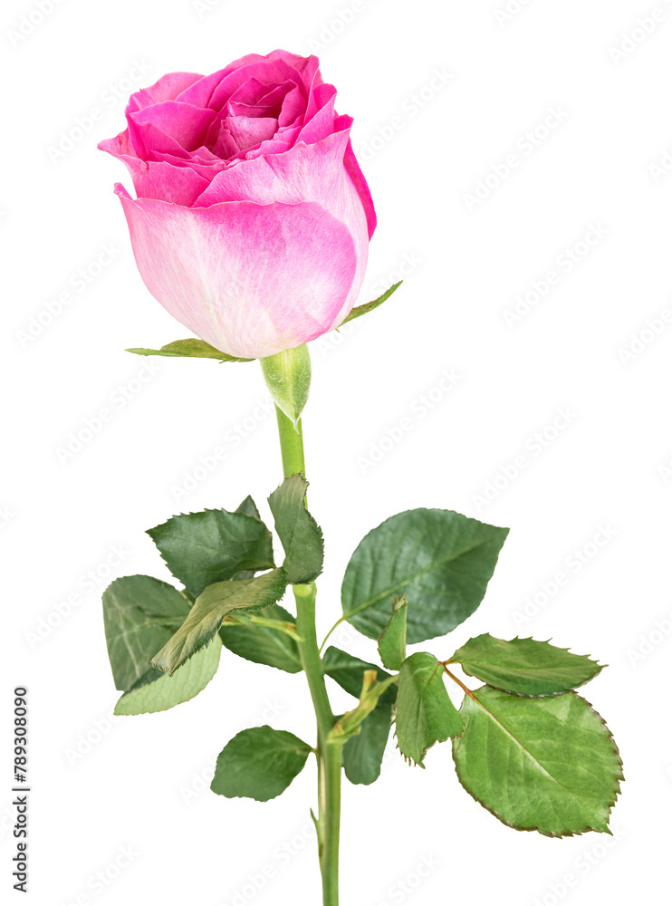 Obraz premium Pink rose flower transparent png