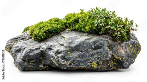 Lush Moss and Plants Growing on Rock