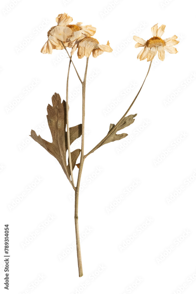 Fototapeta premium Dried daisy flower design element