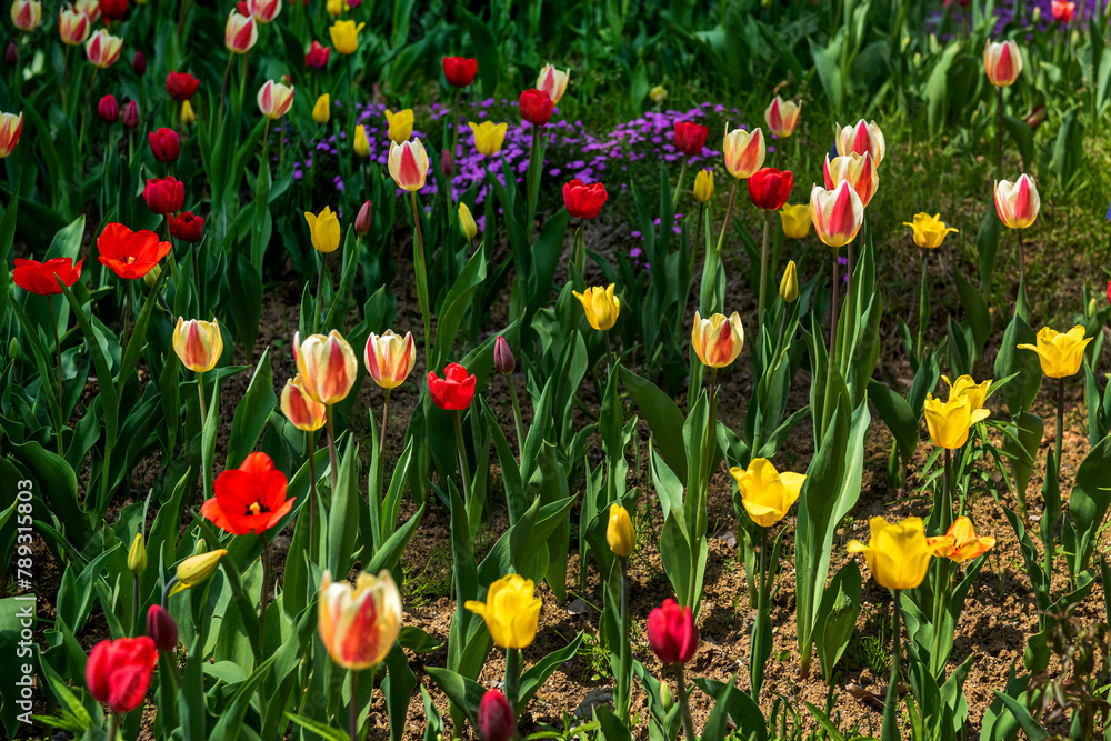 Fototapeta premium The beautiful and colorful tulip flower in garden.