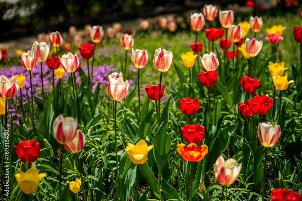 The beautiful and colorful tulip flower in garden. The beautiful and colorful tulip flower in garden.