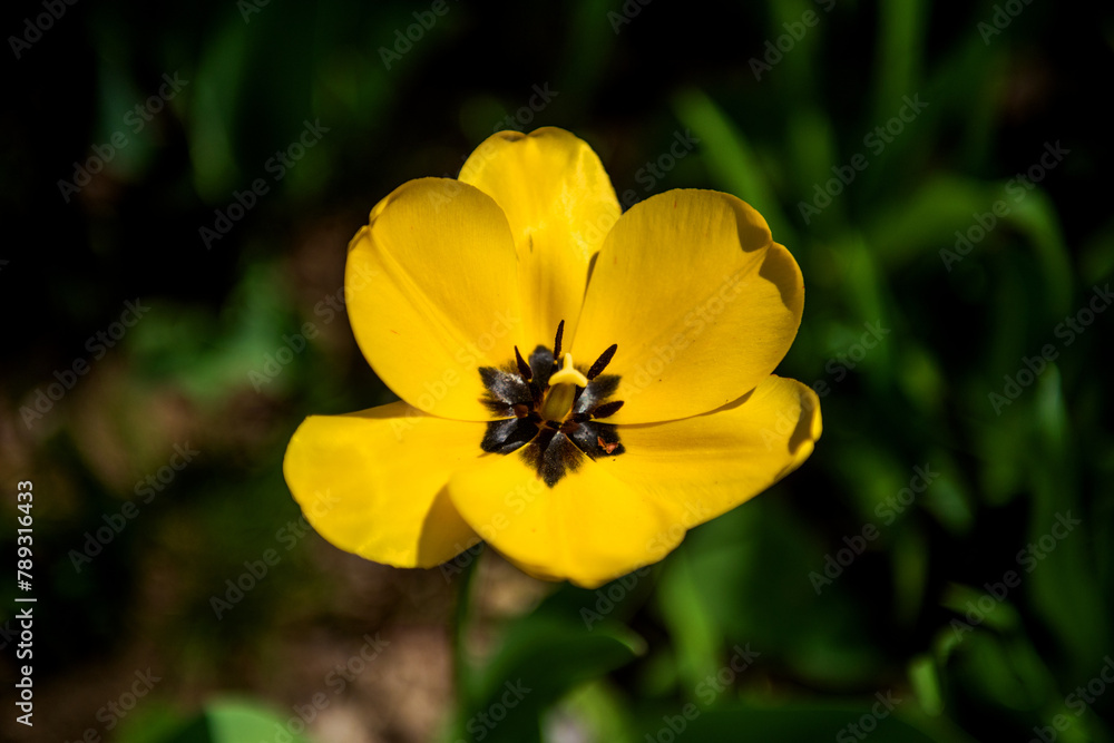 The beautiful and colorful tulip flower in garden. The beautiful and colorful tulip flower in garden.