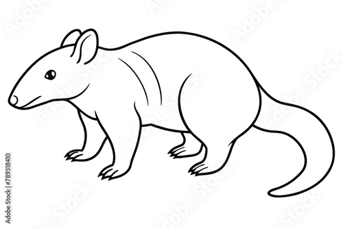 Silky anteater line art vector illustration photo