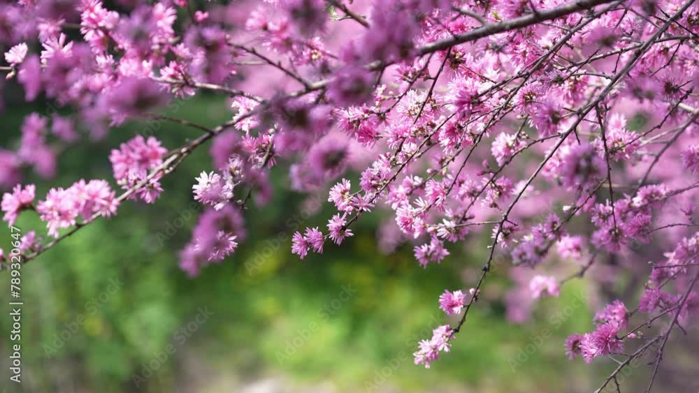 blossom pink peach flowers in park blossom pink peach flowers in park