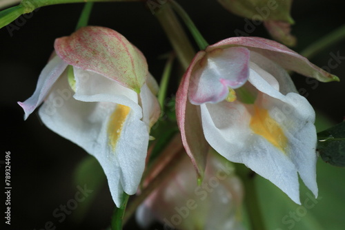 Impatiens kerriae, helmet-like flowers with a yellow center.
This species grows on wet limestone rocks. The climate is very rainy. 
found in Chiang Dao mountain, Chiang Mai ,Thailand  photo