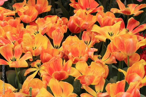 Yellow Orange Paintbrush Tulips at the Keukenhof Flower Garden, Netherlands