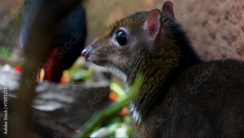 Close up of a female javan mouse deer is hiding below a tree on a sunny day photo