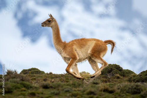 Guanaco sprints down ridge with mountains behind