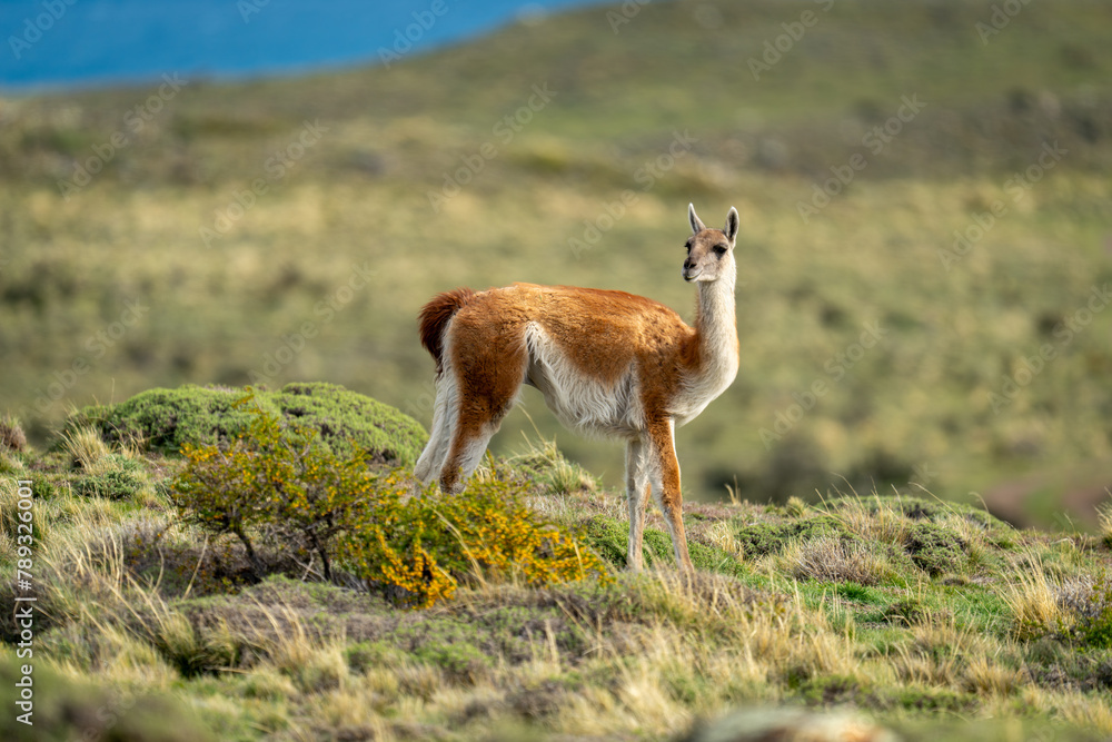Guanaco stands on bushy hilltop watching camera