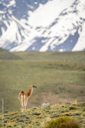 Guanaco stands on grassy ridge facing right