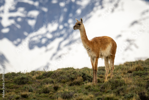 Guanaco stands on hill with mountain behind