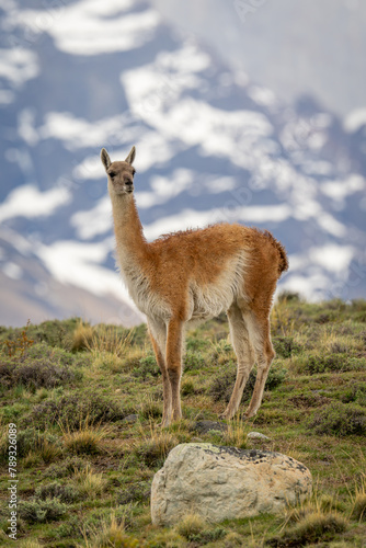 Guanaco stands on hilltop with peaks behind