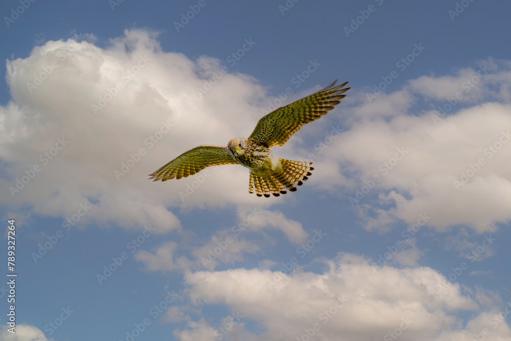 Obraz premium Close up of praying Kestrel, Falco tinnunculus, while hunting with eyes focused on prey on the ground against blue sky with cumulus clouds