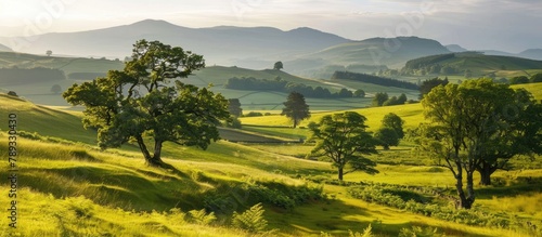 Scotland features green meadows  trees  and hills.