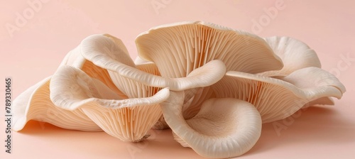 Oyster mushroom pleurotus ostreatus on a soft and elegant pastel colored background