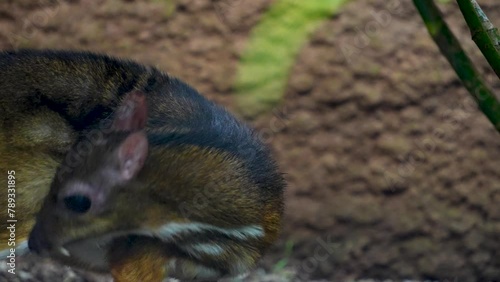 Close up of a male javan mouse deer is hiding below a tree on a sunny day photo