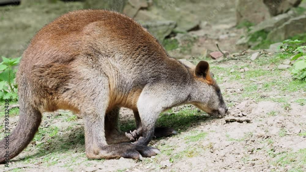 Swamp Wallaby, Wallabia bicolor. Known as the black wallaby Swamp Wallaby, Wallabia bicolor. Known as the black wallaby
