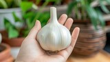 Hand holding garlic bulb with blurred background, garlic selection with space for text
