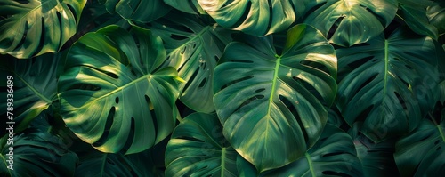 Philodendron leaves in summer.