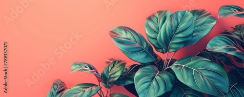 Philodendron leaves against a coral-colored backdrop.