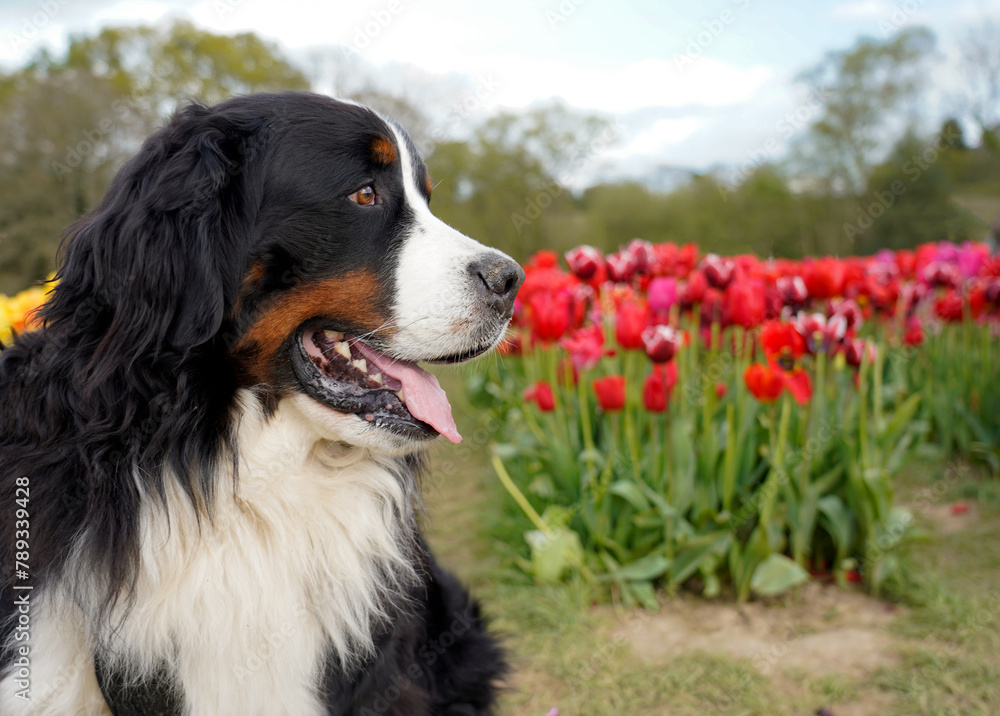 Profile portrait of Bernese Mountain Dog, red tulips in the background 