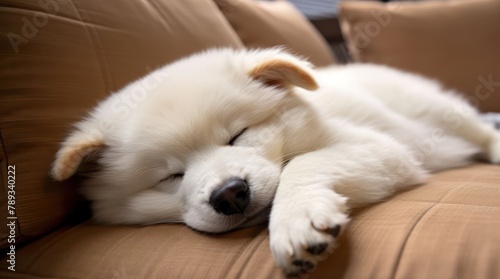 Samoyed Dog peacefully asleep on a plush and cozy sofa