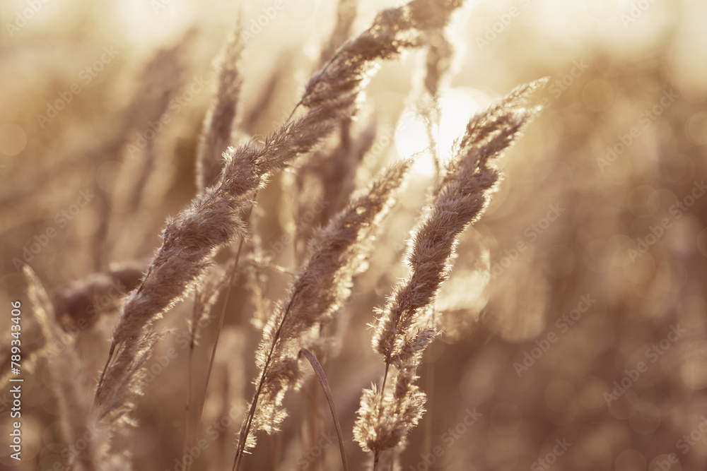 Obraz premium Golden ears of grass on the background of an autumn landscape. Small depth of field. 
