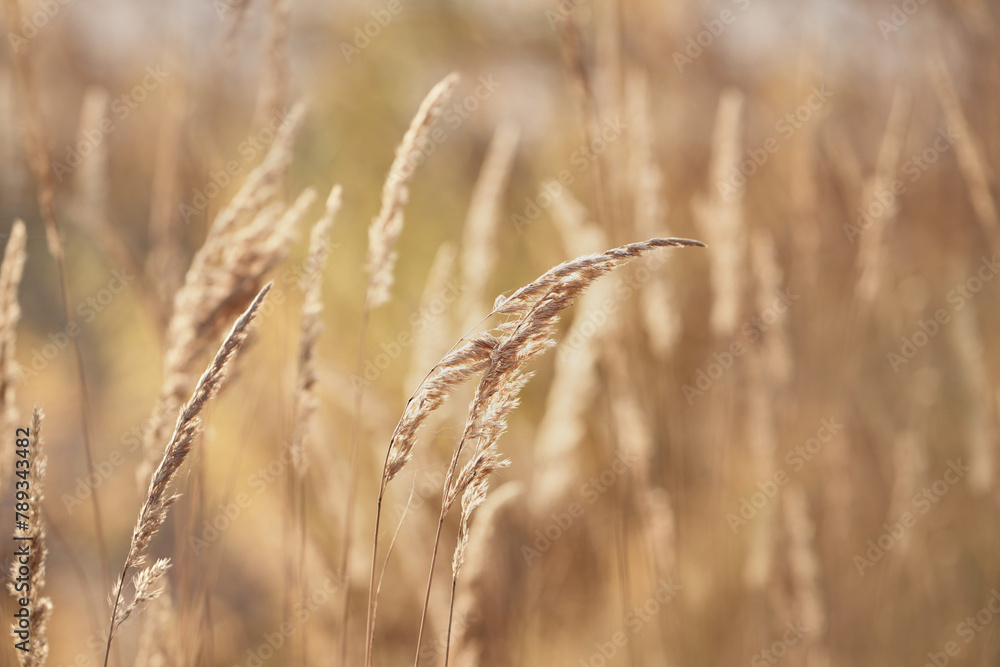 Golden ears of grass on the background of an autumn landscape. Small depth of field.    