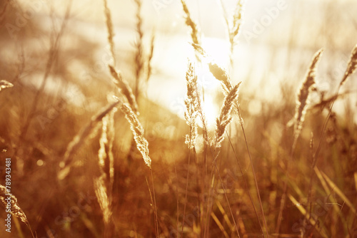 Golden ears of grass on the background of an autumn landscape. Small depth of field. 