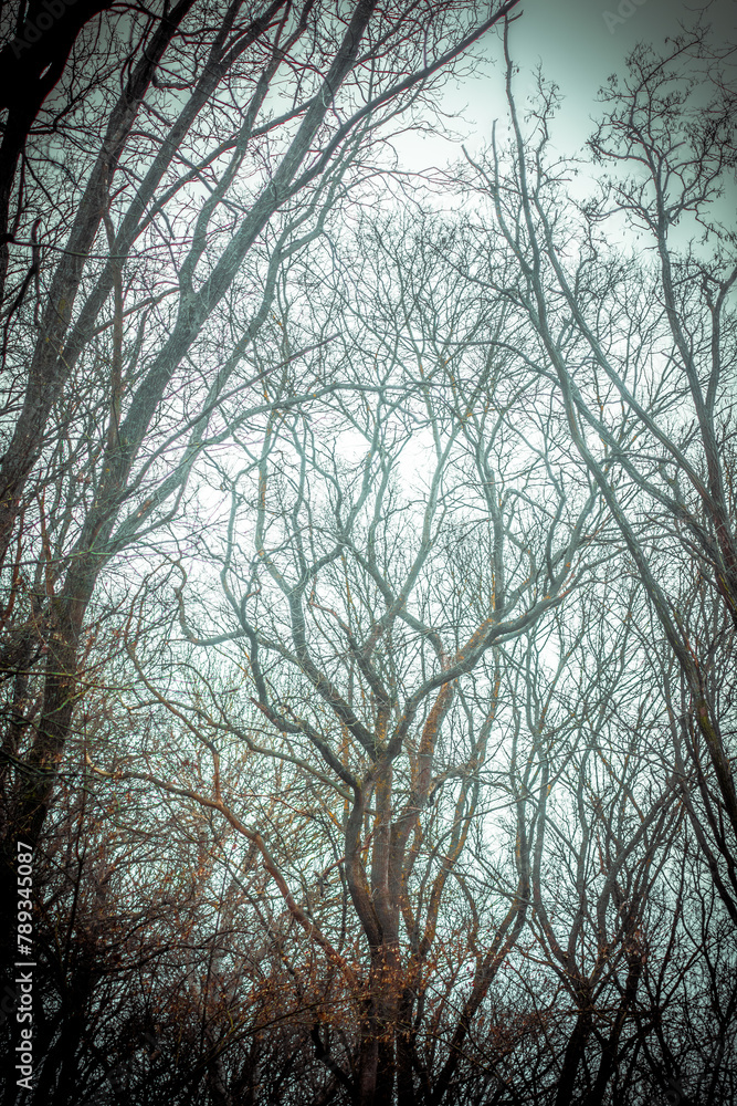 a majestic gloomy tree with bare branches against a background of gray sky in the autumn forest a majestic gloomy tree with bare branches against a background of gray sky in the autumn forest