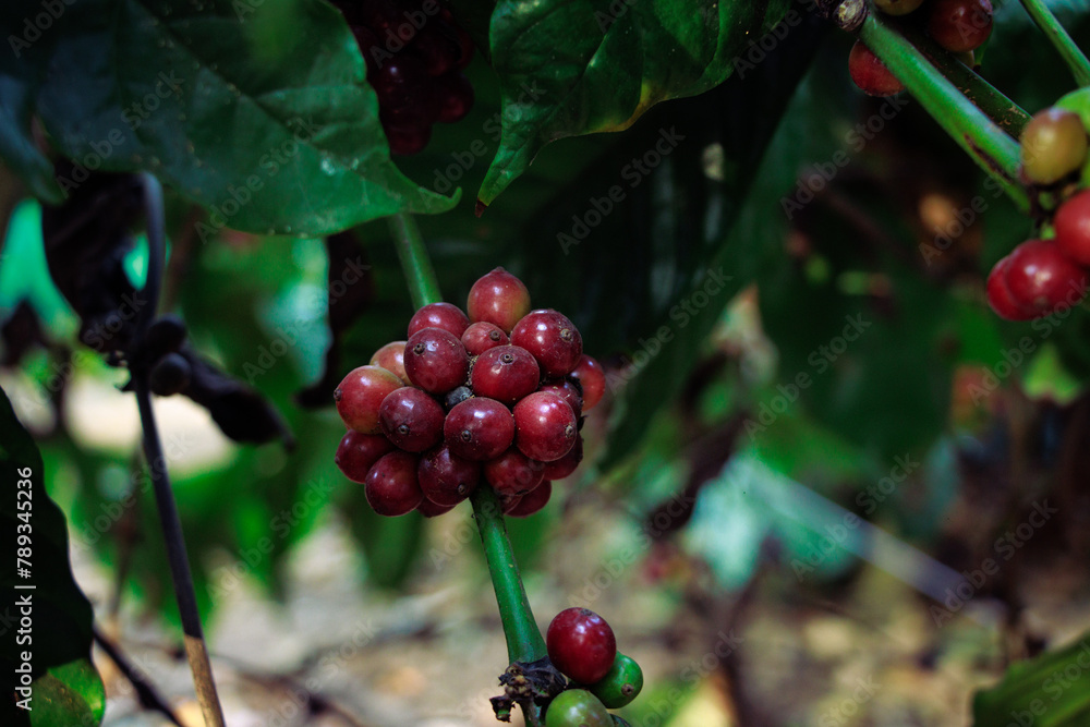 Raw arabica coffee beans in coffee plantation, Karnataka, india Raw arabica coffee beans in coffee plantation, Karnataka, india