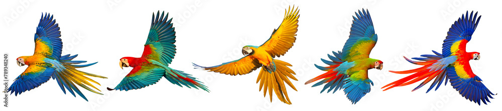 Set of macaw parrots isolated on transparent background png file