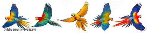 Set of macaw parrots isolated on transparent background png file